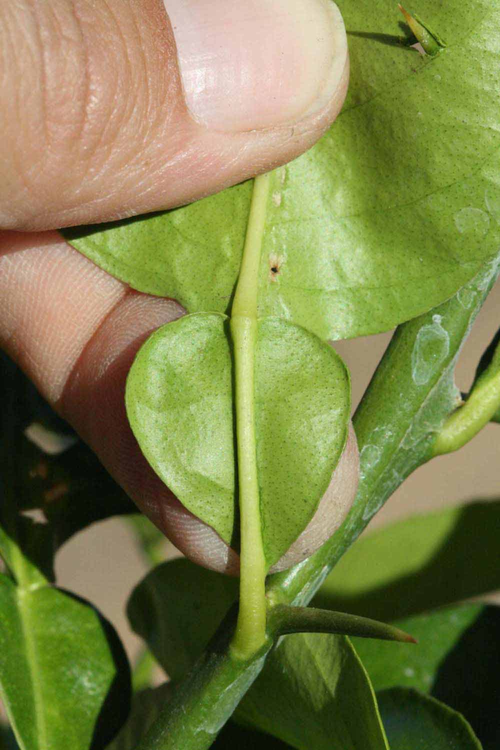              Petiole (Riverside, CA)       